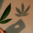 Cannabis-Gesetz